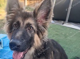 German Shepherd Female Puppy