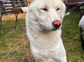 White shiba for stud