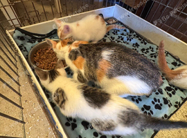 Kittens - mixed litter