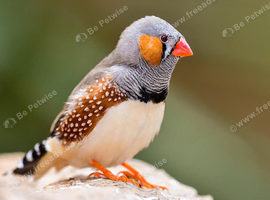 Zebra finch male & female