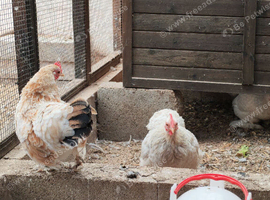 Bantams
