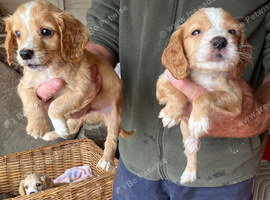 Cocker Spaniel puppies