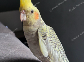 Young cockatiel