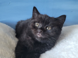 A beautiful BSH kitten for sale