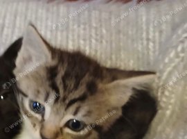 Tabby Female & Black&white Kittens !