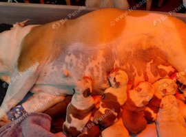 English Bulldog Puppies