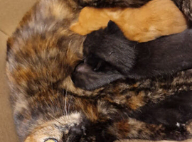 READY NOW 3 chunky kittens