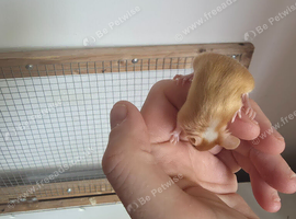3 young mice