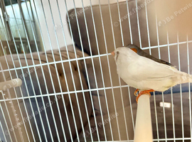Zebra Finches for sale