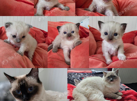 RAGDOLLS KITTENS.