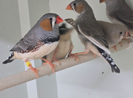 ZEBRA FINCHES