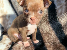 Chihuahua girl