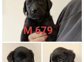 Lovely lab x pointerdor puppies