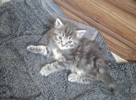 4 kittens