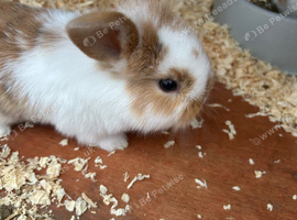 Mini lop babies