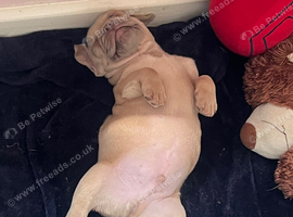 1 male frenchie puppy left