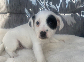 Jack russell