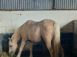 Stunning sec c filly Palomino with 4 equal whites