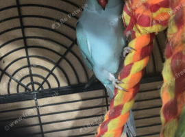 2yo Female Blue Indian Ringneck Parrot
