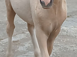 Smart Registered Section A Palomino Colt
