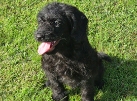 Miniture F1 labradoodles