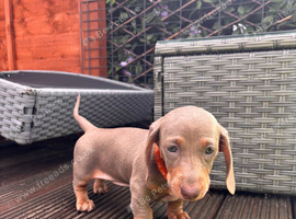 Miniature Dachshund puppies