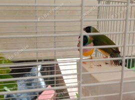 Pair of Goldian finches for sale in WS3