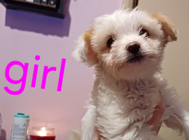 Puppies for sale