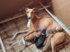 KC Reg Whippet Puppies