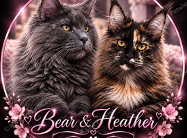 Kittens are HERE. Maine coon kittens.