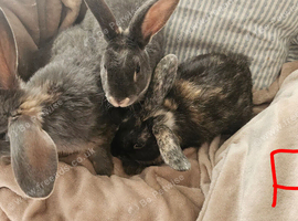 Baby bunnies ready now