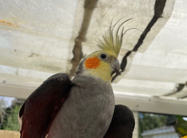 Semi-Tame Cockatiel &ndash; &pound;80