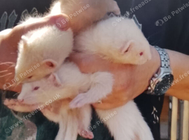 Ferret Kits for sale
