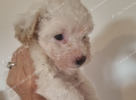 Maltipoo's 1 boy 1 girl left, rare coloured faces