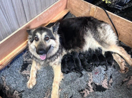 ready now german shepherd puppies