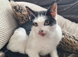 Adorable Male Kitten