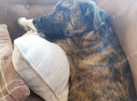 Staffie x kc German shepard