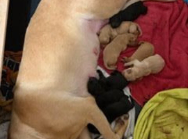beautiful labrador puppies