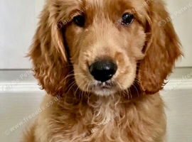 2 BOYS LEFT!! STUNNING GOLDENDOODLE PUPPIES