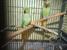 Beutifull green neck