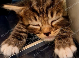 5 tabby kittens