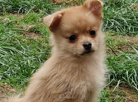 4 beautiful pomchi puppies looking for their forever families
