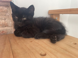 Stunning kittens from Russian Blue / Maine Coon heritage (READY NOW JUNE 20th)