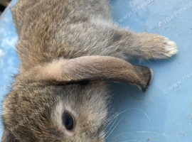 French lop for sale in London
