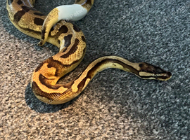 3 year old pastel pied python with full setup and stand
