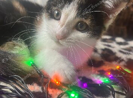 Beautiful home reared kittens. Ready sat 3rd Oct