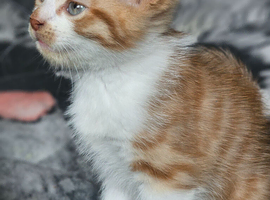 Beautful boy looking for a new home