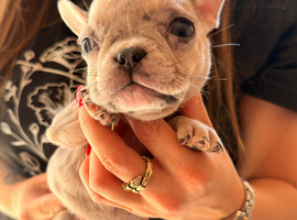French bulldog puppies