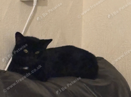 x1 Adult Male Indoor Only Cat for Rehoming