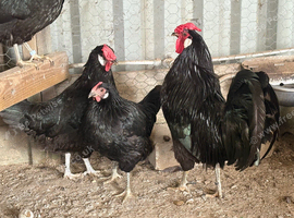 Marsh Daisy Breeding group